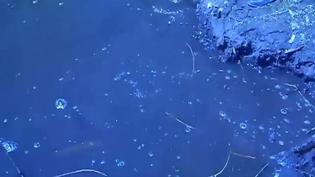 зарыбление водоема Сумы Николаевка смотреть онлайн