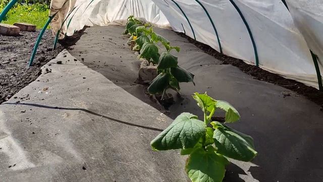 Арбузы и огурцы привитые на лагенарию. смотреть онлайн