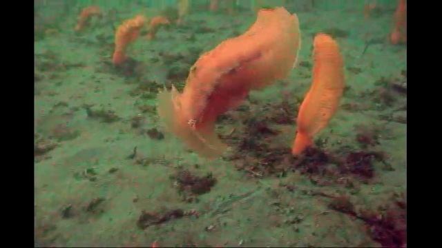 Tritonia Diomedea escape swimming from Pycnopodia helianthodes смотреть онлайн