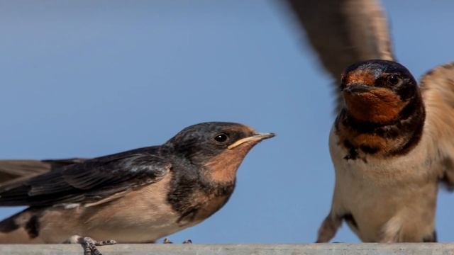 КАК ЖИВЕТ ЛАСТОЧКА? ИНТЕРЕСНОЕ ПРО ЛАСТОЧЕК смотреть онлайн
