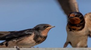 КАК ЖИВЕТ ЛАСТОЧКА? ИНТЕРЕСНОЕ ПРО ЛАСТОЧЕК