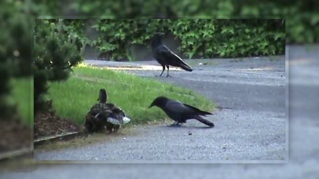 Funny Ducks Compilation! (ᵔᴥᵔ) Hilarious! ʕ•ᴥ•ʔ смотреть онлайн
