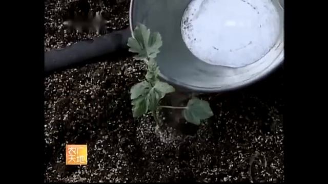 Как вырастить арбузы в теплице технология от А до Я смотреть онлайн