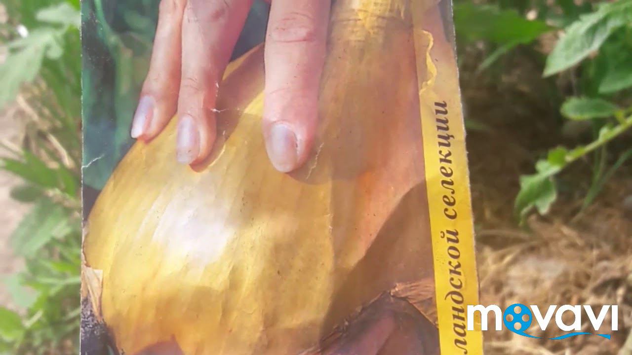 Обзор ЛУКОВ  на моём участке и советы по уходу !