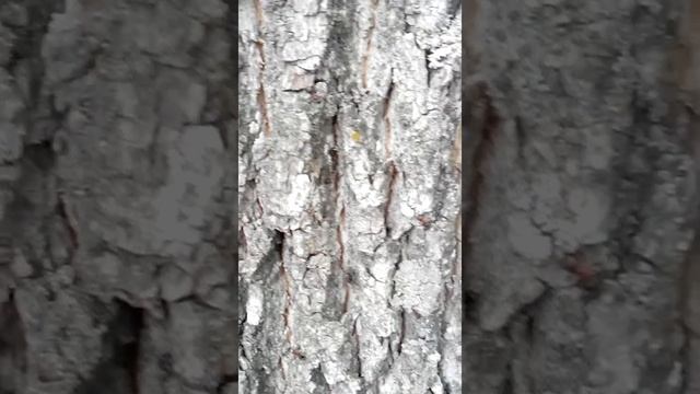 деревья куда нельзя вешать ловушки для пчел смотреть онлайн