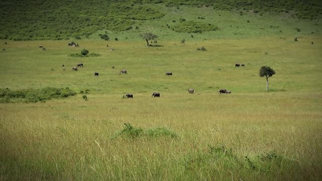 Девочки направо, мальчики налево: планирование семьи у африканских слонов // Все как у зверей #16 смотреть онлайн