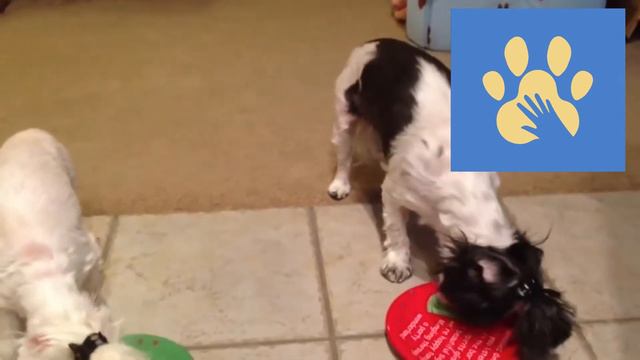 Юмор Для Поднятия Настроения | Помощь Животным | Домашние Любимцы | Приколы Дикие смотреть онлайн