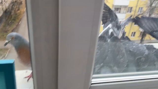 ГДЕ ЖЕ ОНА?!| Таинственная Белая Шапочка!!!| Бесчисленные голуби??|Куча-мала! смотреть онлайн