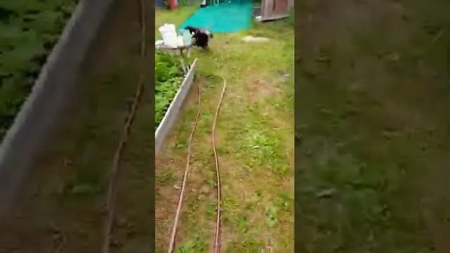 #shorts#смешной_щенок#даче# Шпиц и птичка ( в этом видео никто не пострадал). Птичку отпустили? смотреть онлайн