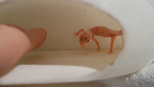 Как кричит геккон