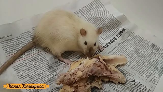 Крысы едят мясо Можно ли крысам мясо Можно ли давать крысам мясо Чем кормить крысу смотреть онлайн