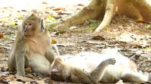 Vinnie Monkey No believable June PASS AWAY | Nurse and Wake Up | RIP JUNE MONKEY | Sounds Monkey