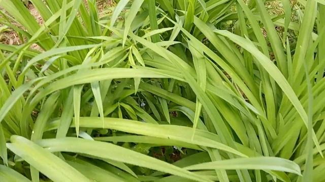 Мой Лесной Участок Есть Начало - Нет Конца смотреть онлайн