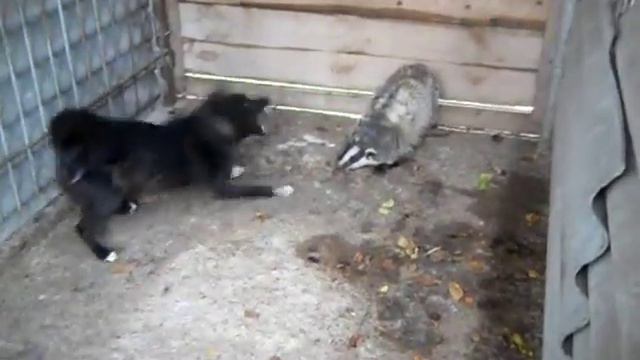 работа по барсуку вьюга смотреть онлайн