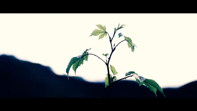 WILD LINE | V36 | G37 | USVIP | STANCE | SKYLINE | INFINITI |NISSAN смотреть онлайн
