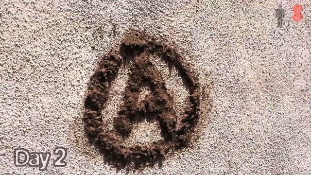 DIY Moss Graffiti - Man Vs. Pin #24