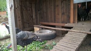 //Индейка Бронзовая Широкогрудая//