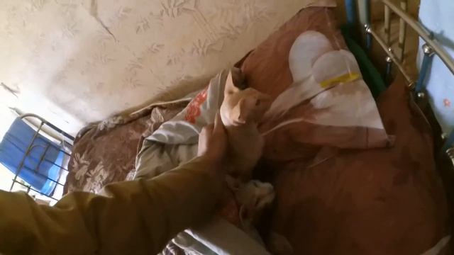защита от котов для рассады смотреть онлайн