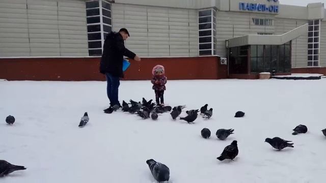 Как кормить голубей смотреть онлайн