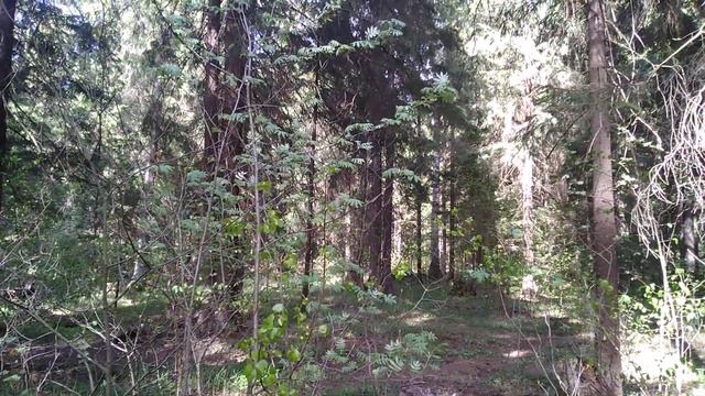 Лунный день медведя. 8 часть. смотреть онлайн