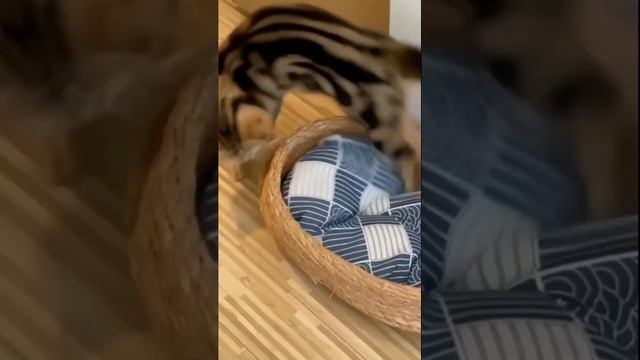 забавные котики - когда нашли заначку смотреть онлайн