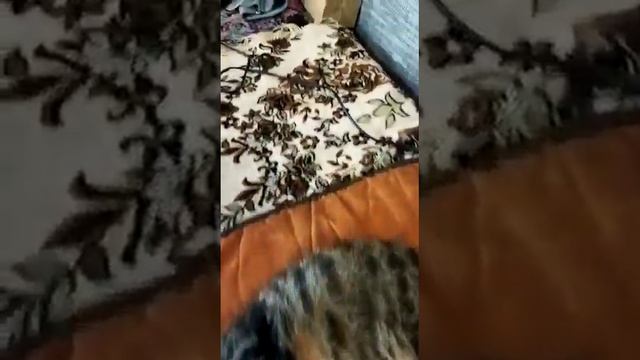 Коврик с подогревом. смотреть онлайн