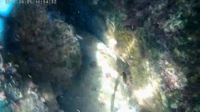 флора и фауна Чёрного моря смотреть онлайн