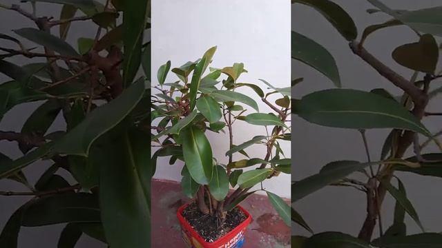 Duhat tree - The java plum - Bonsai смотреть онлайн