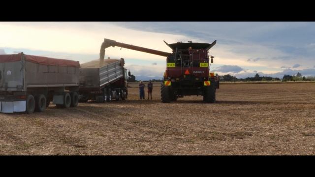 Harvesting Phacelia in Elgin Mid Canterbury, NZ смотреть онлайн