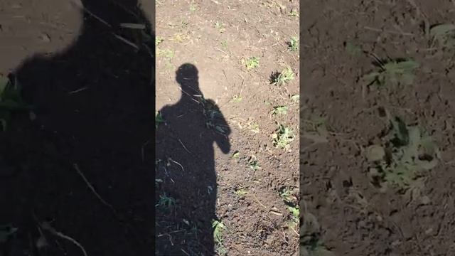 Сеем озимую скипетр смотреть онлайн