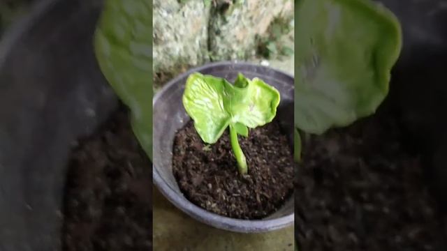 Planting Money Tree from seeds || Attracts Wealth & Goodluck !! First time ever | Mareng Josing Vlo смотреть онлайн