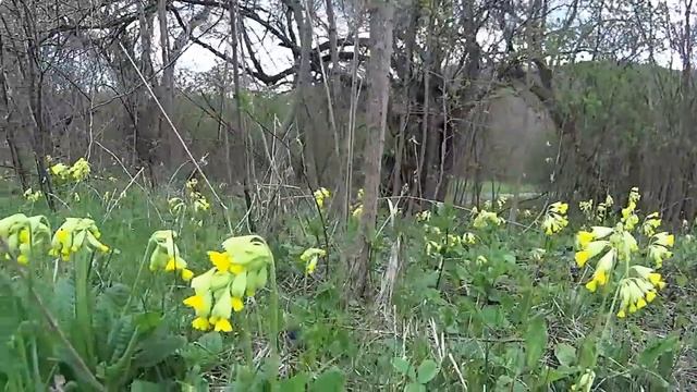 Примулы дикорастущие (баранчики) смотреть онлайн