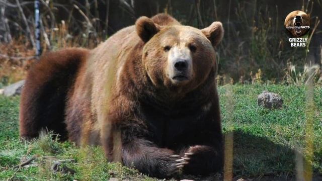 Interesting Facts about Grizzly Bears смотреть онлайн