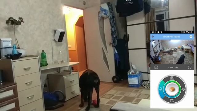 Iseebiz - камера для собак смотреть онлайн