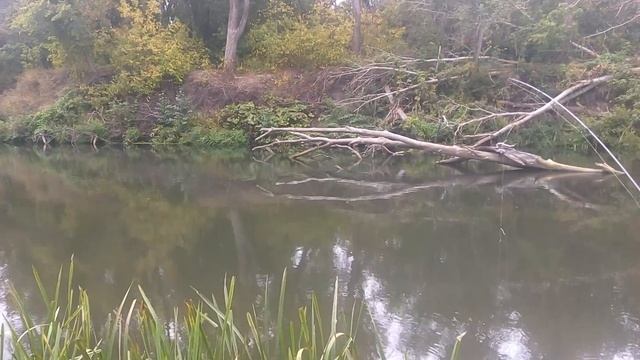 Октябрь 2016, Сазан на фидерную снасть, Терешка смотреть онлайн