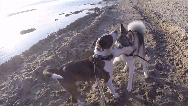 Амстаффтерьер и Хаски  / Amstaff Terrier And Husky ??