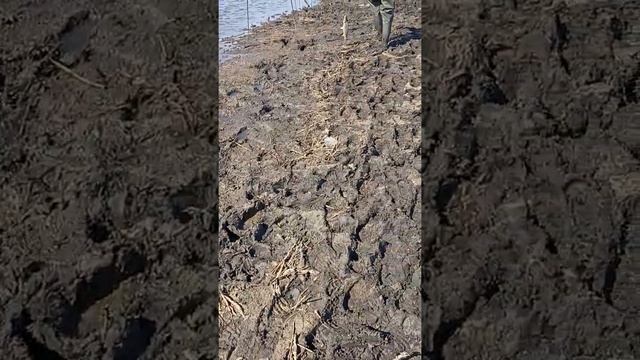 треустан 2022 апрель 30 число карп, рыбалка. смотреть онлайн