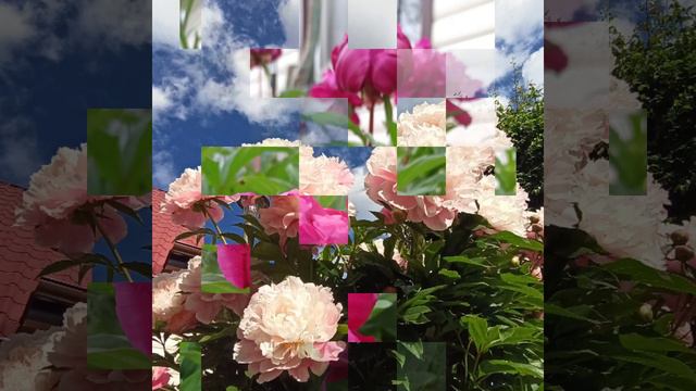 Пионы#пионы#пионыотцветают#царскийцветок смотреть онлайн