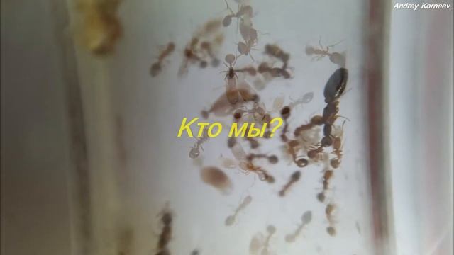 Цикл жизни и смерти колонии муравьев - Life and Death Monomorium pharaonis смотреть онлайн