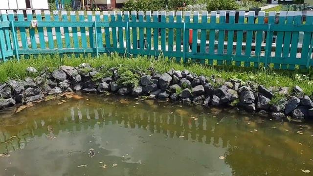 Купили гусят,какие красавцы! А лягушки в пруду! смотреть онлайн
