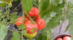 Розовый томат Мануса