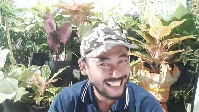 Calathea Silver Di Pot Kecil Jadi Cantik Anto Kumis