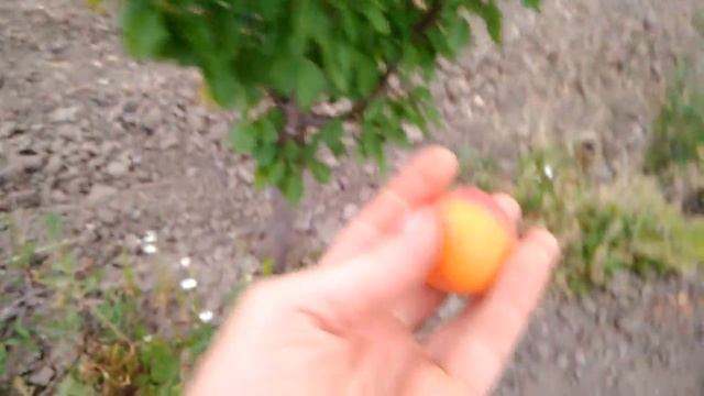 Абрикос Цунами смотреть онлайн