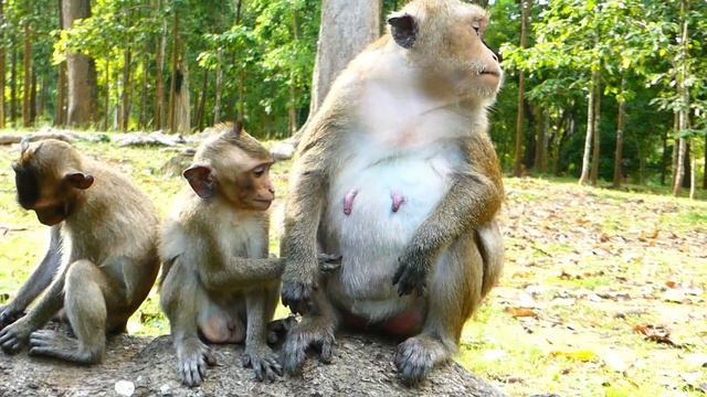 Monkey Daisy Bites Little Baby Monkey Cry Loudly | Really Pity Little Baby Monkey Crying