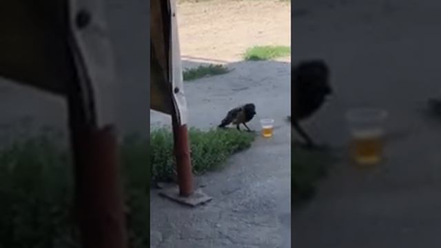 Ворон,Сорока,птица,попугай,кеша#ютуб смотреть онлайн