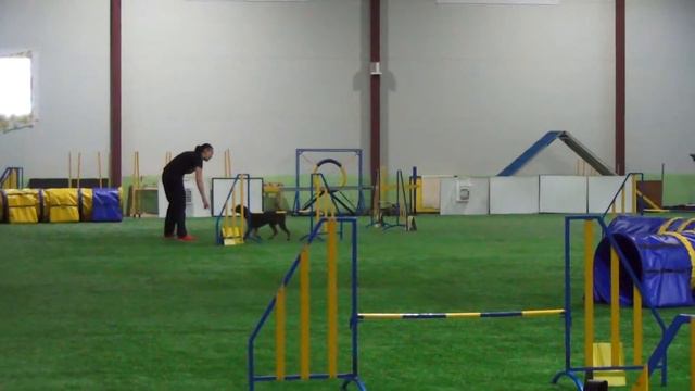 Д0 Макси-2. Наймушина Елена и гончая Линда смотреть онлайн