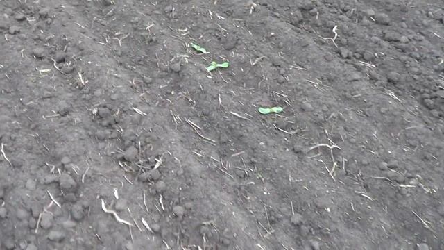 Первые всходы тыквы и огромное разочарование смотреть онлайн