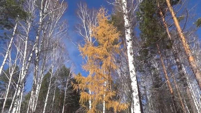 Снегири, Свиристели, Тайга. смотреть онлайн