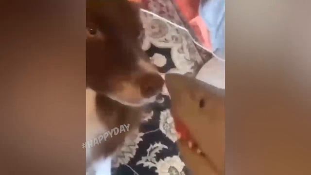 СМЕШНЫЕ КОШКИ 2022 И ДРУГИЕ ЖИВОТНЫЕ_ 10 МИНУТ СМЕХА_СМЕШНЫЕ ЖИВОТНЫЕ 2022_ЛУЧШИ (1).mp4 смотреть онлайн