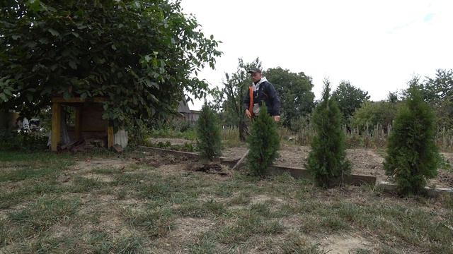 ПЕРЕСАДКА ТУЇ СМАРАГД, ТОП 5 ПОРАД! смотреть онлайн